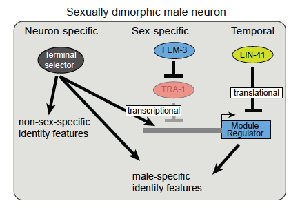 OUT NOW our paper titled “Timing mechanism of sexually dimorphic ...