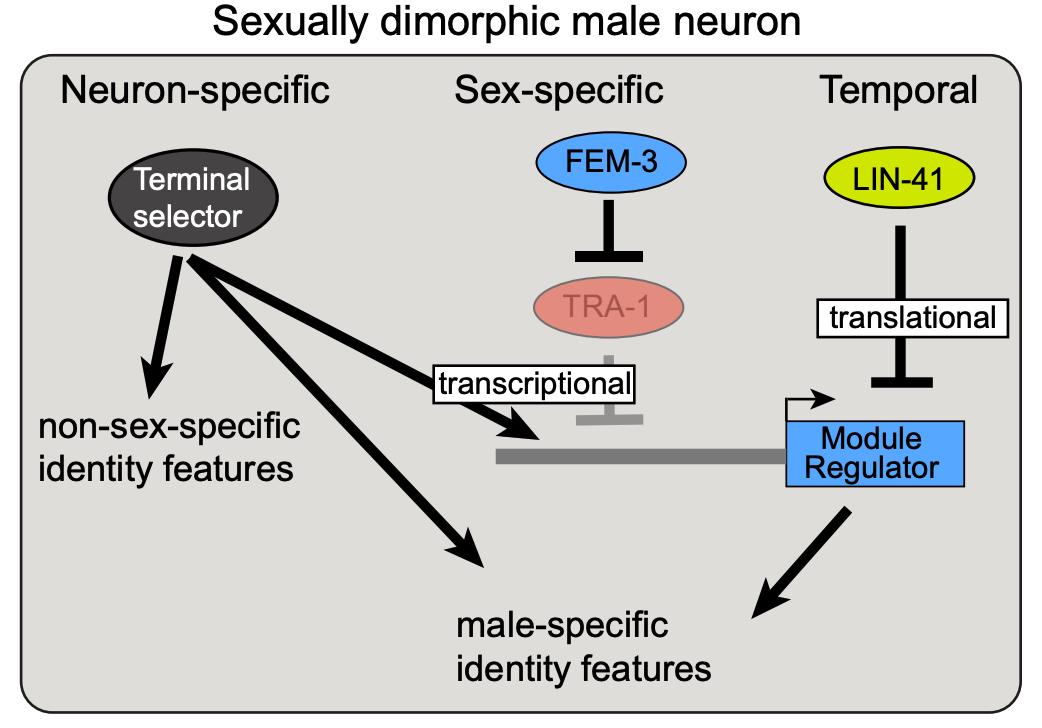 OUT NOW our collaboration with the Hobert lab “Timing mechanism of ...